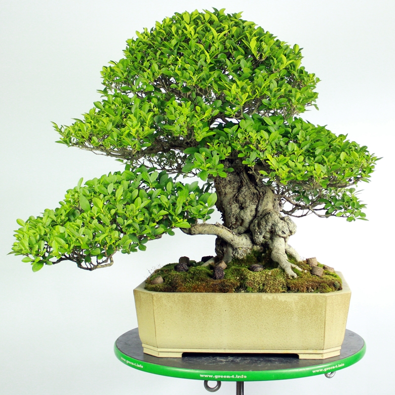 Ligustrum ovalifolium #6 - privet