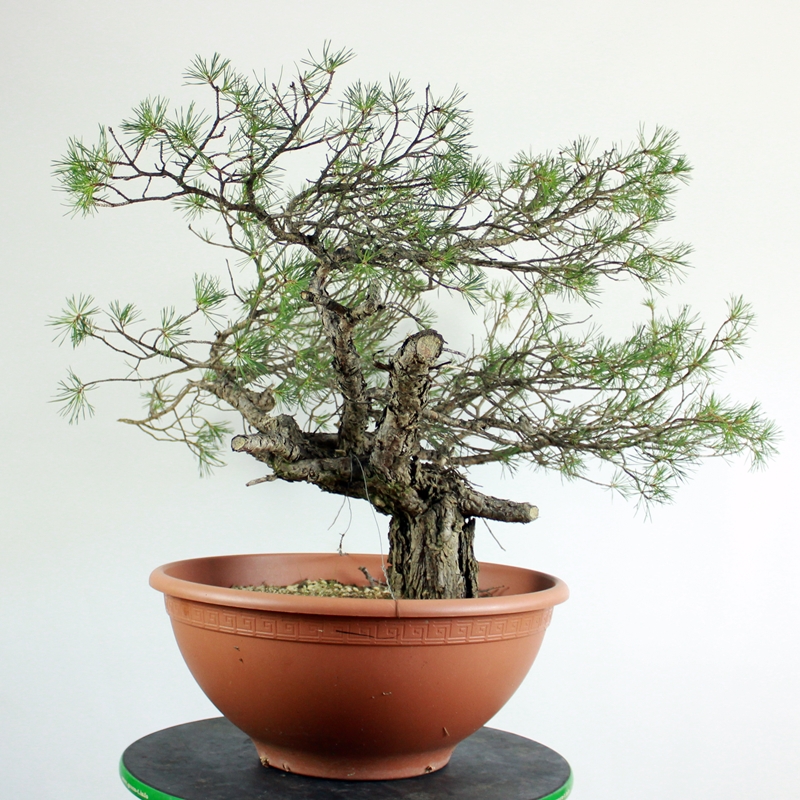 Pinus sylvestris #5 - scots pine