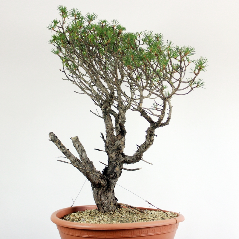 Pinus sylvestris #9 - scots pine