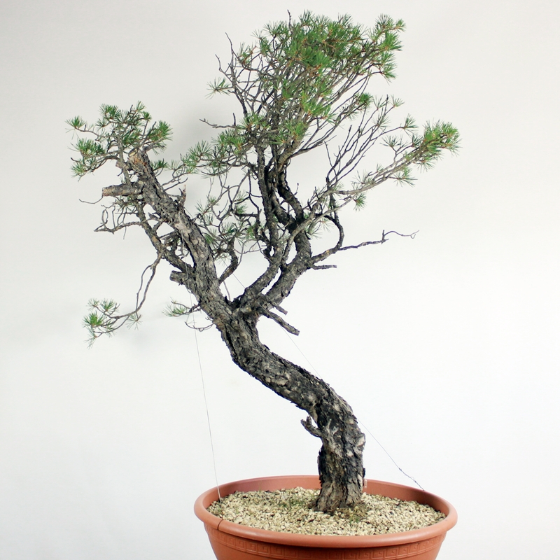 Pinus sylvestris #12 - scots pine