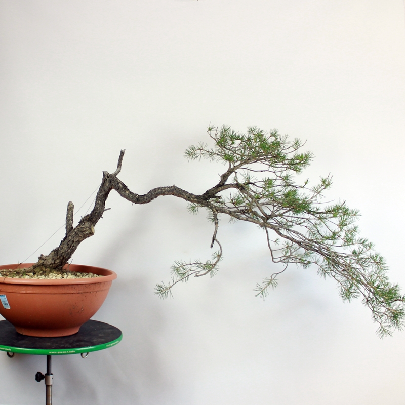 Pinus sylvestris #13 - scots pine