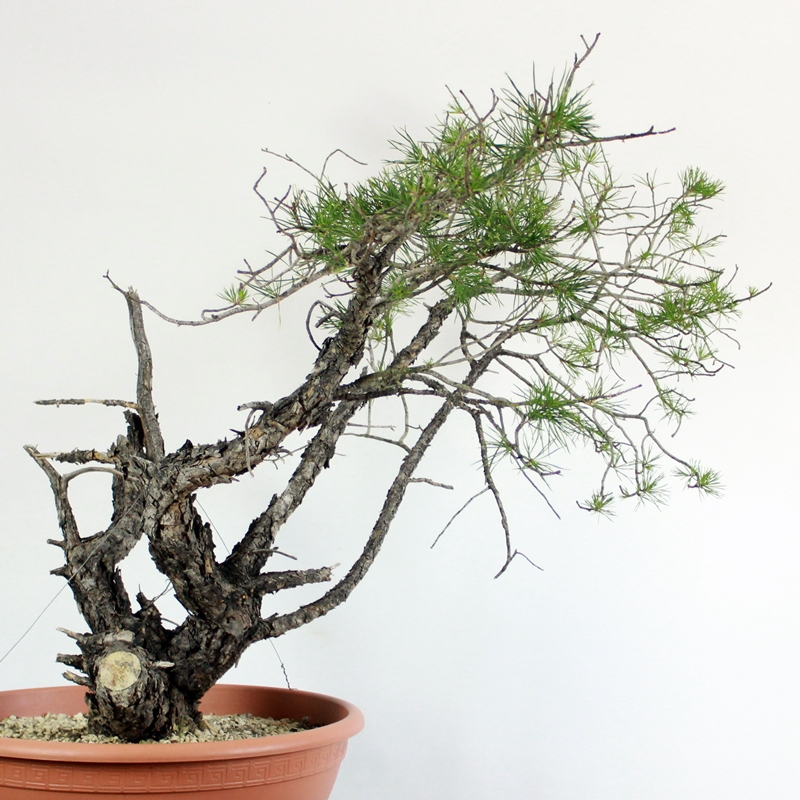 Pinus sylvestris #14 - scots pine