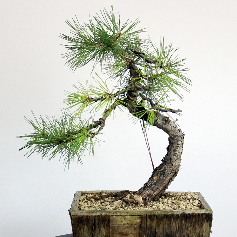 Pinus nigra #1 - black pine