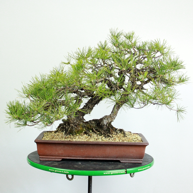 Pinus thunbergii #4 - japonski črni bor