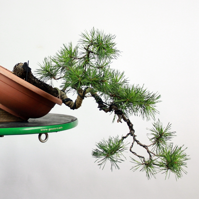 Pinus sylvestris #15 - rdeči bor