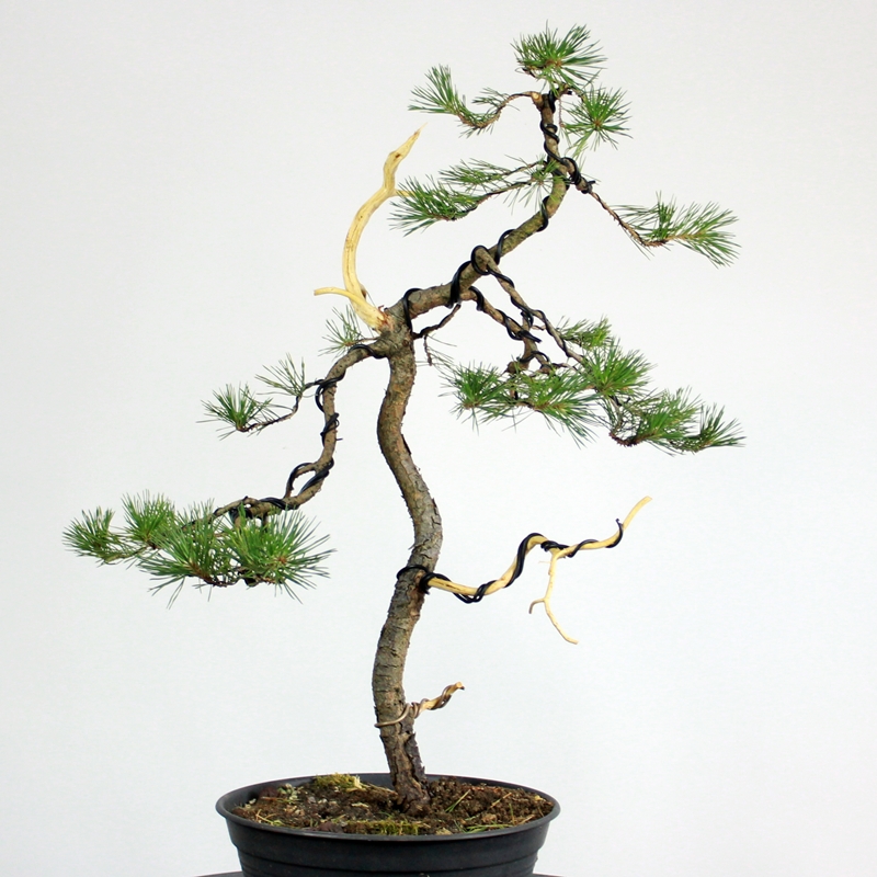 Pinus sylvestris #6 - rdeči bor