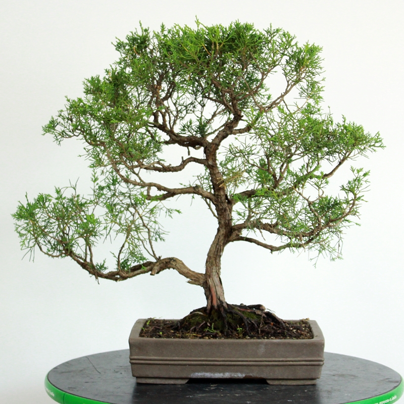 Juniperus chinensis #1 - kitajski brin
