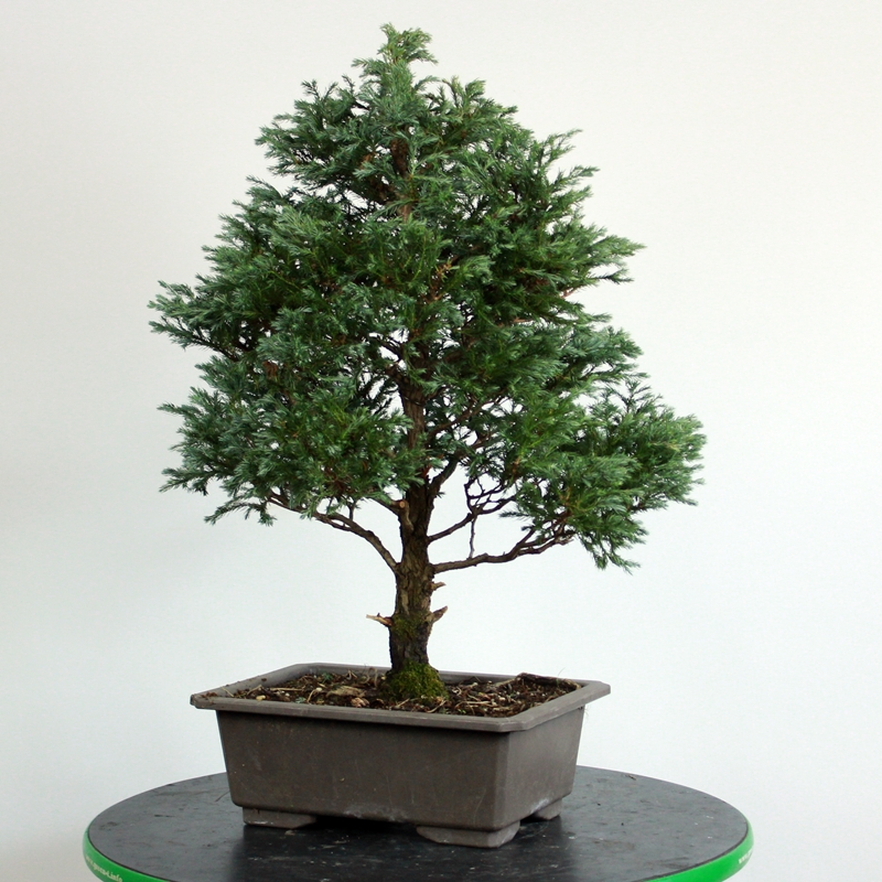 Chamaecyparis pisifera #1 - grahasta pacipresa