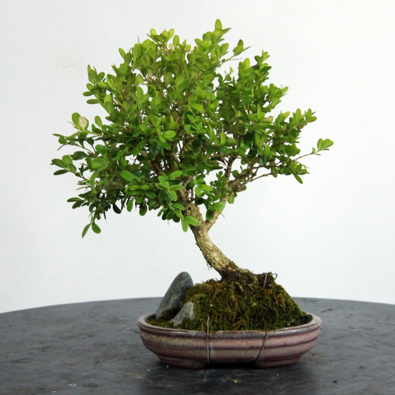 Buxus sempervirens #1 - pušpan