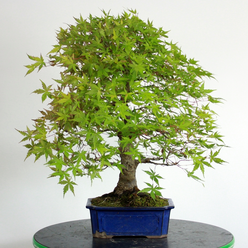 Acer palmatum #2 - pahljačasti javor
