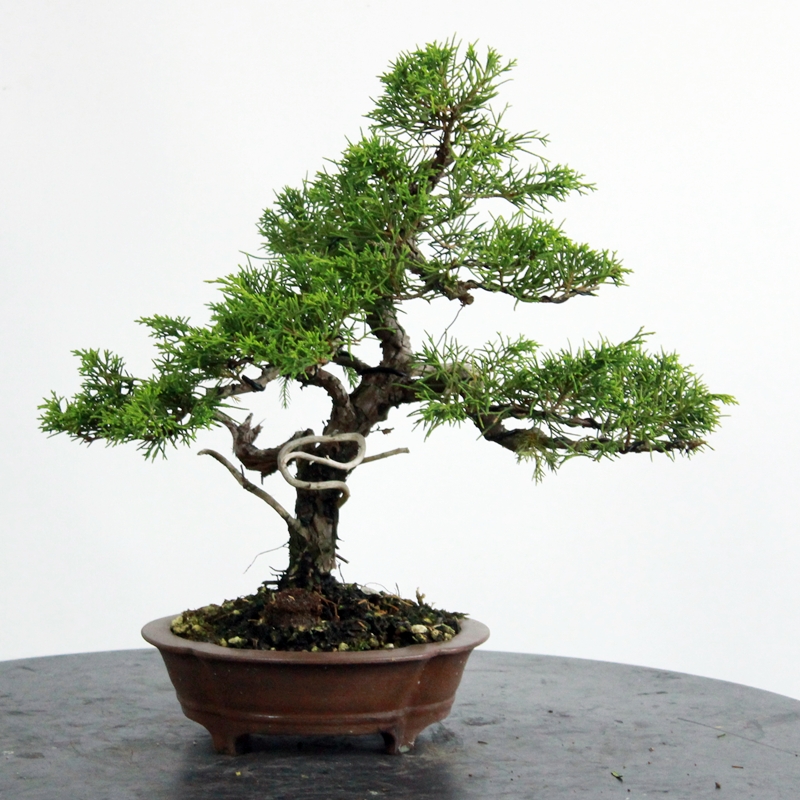 Juniperus chinensis #3 - kitajski brin