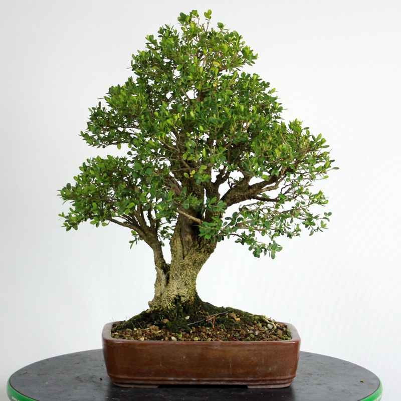 Buxus sempervirens #3 - pušpan