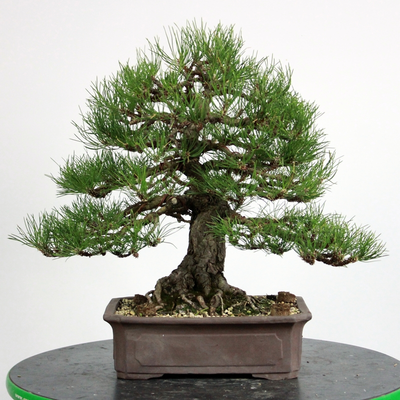 Pinus nigra #4 - črni bor
