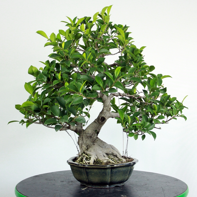Ficus retusa #1 - fikus