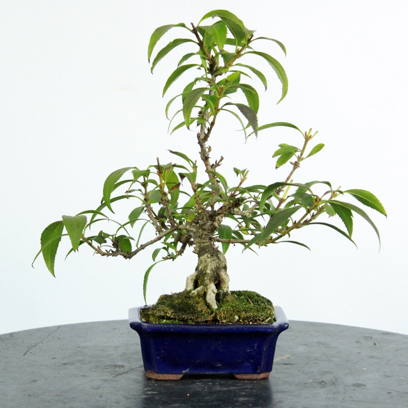 Forsythia x intermedia #1 - forzicija