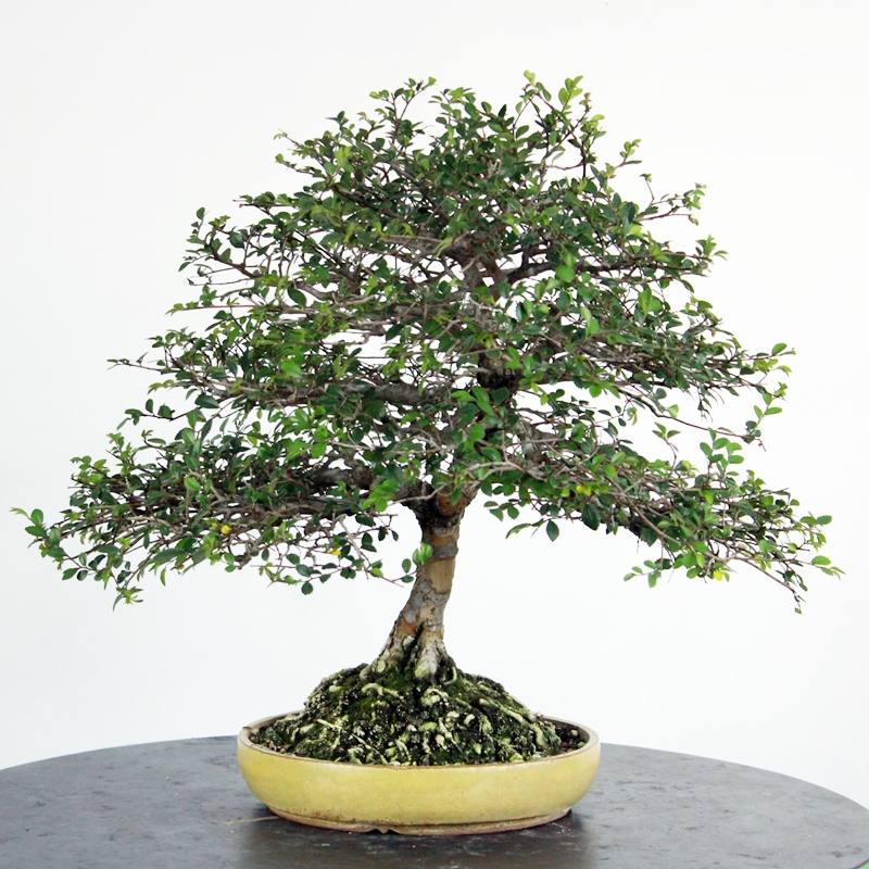 Ulmus parviflora #2 - kitajski brest