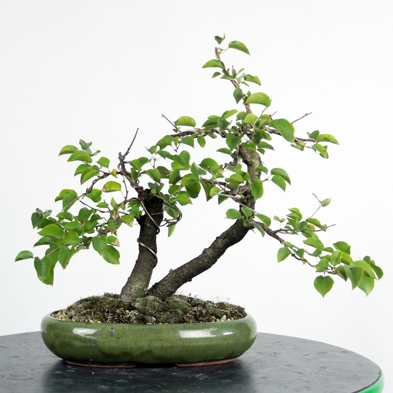 Prunus mahaleb #2 - rešeljika