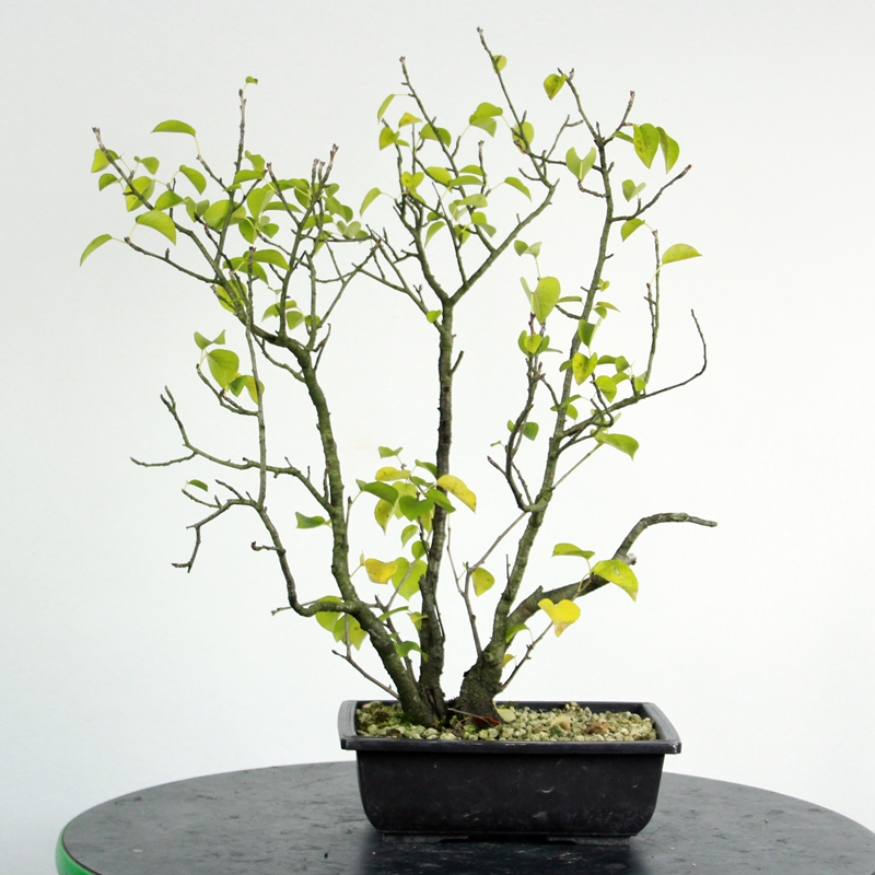 Prunus mahaleb #4 - rešeljika