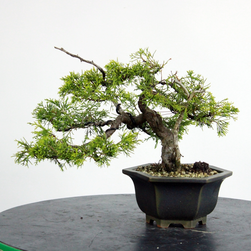 Juniperus chinensis #2 - kitajski brin