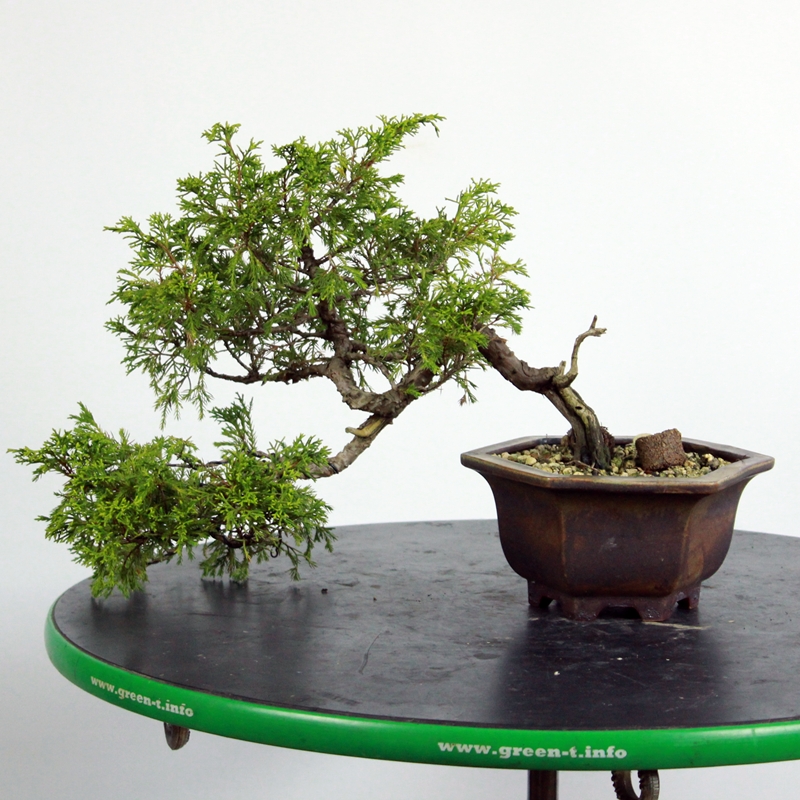 Juniperus chinensis #1 - kitajski brin