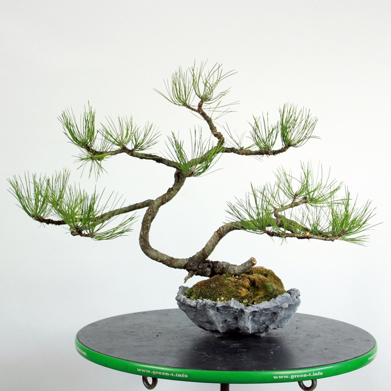 Pinus nigra #1 - črni bor