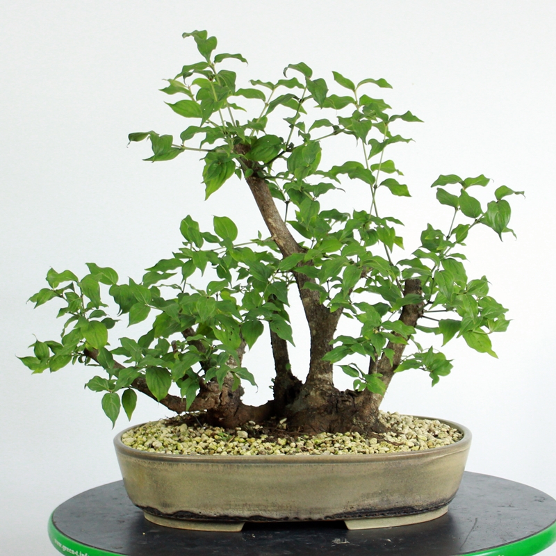 Cornus mas #2 - Rumeni dren