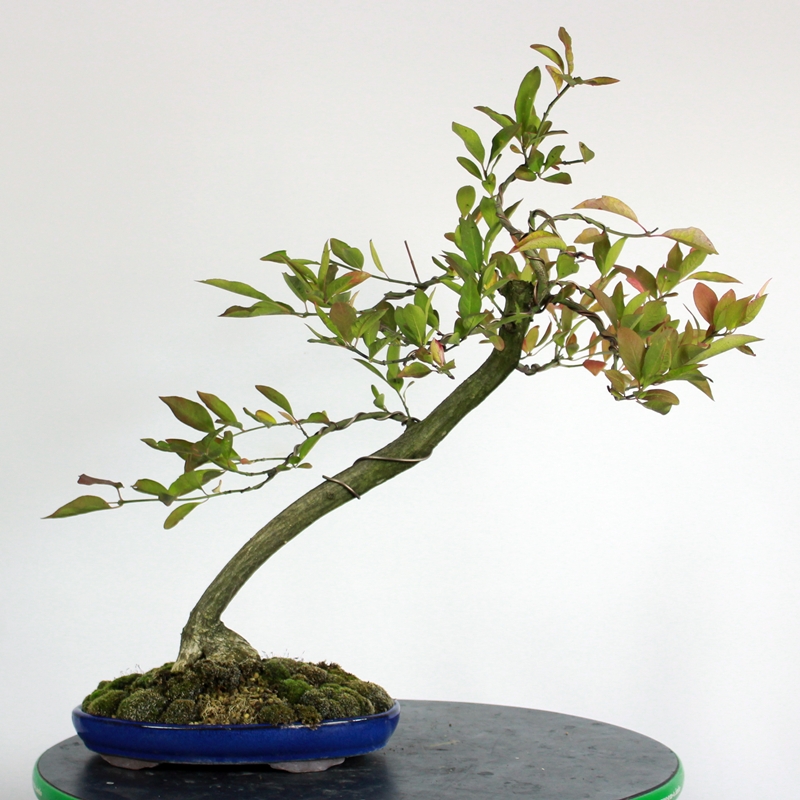 Euonymus europaeus #6 - navadna trdoleska