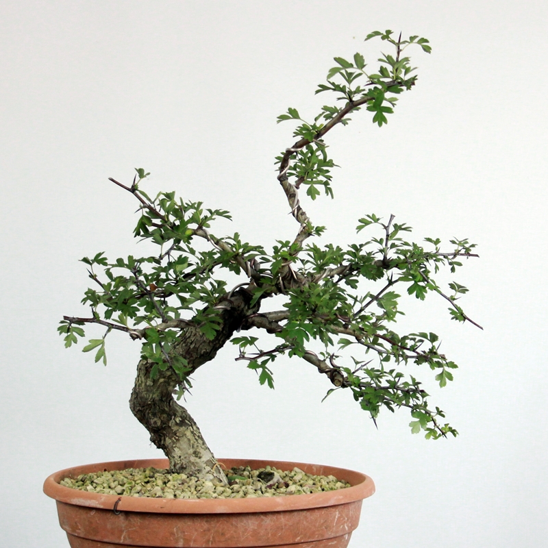 Crataegus monogyna #5 - glog