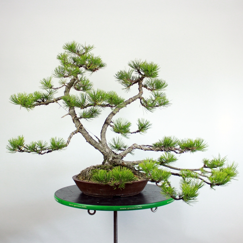 Pinus nigra #6 - črni bor