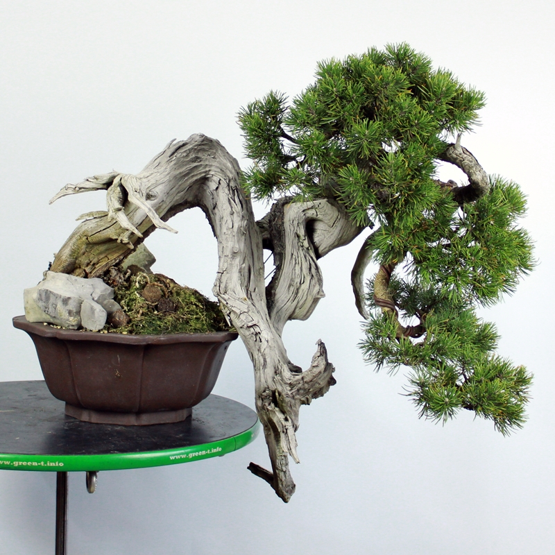 Pinus mugo #1 - rušje