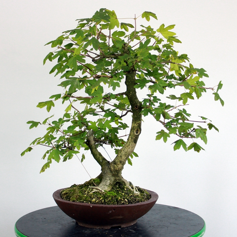 Acer campestre #1 - maklen