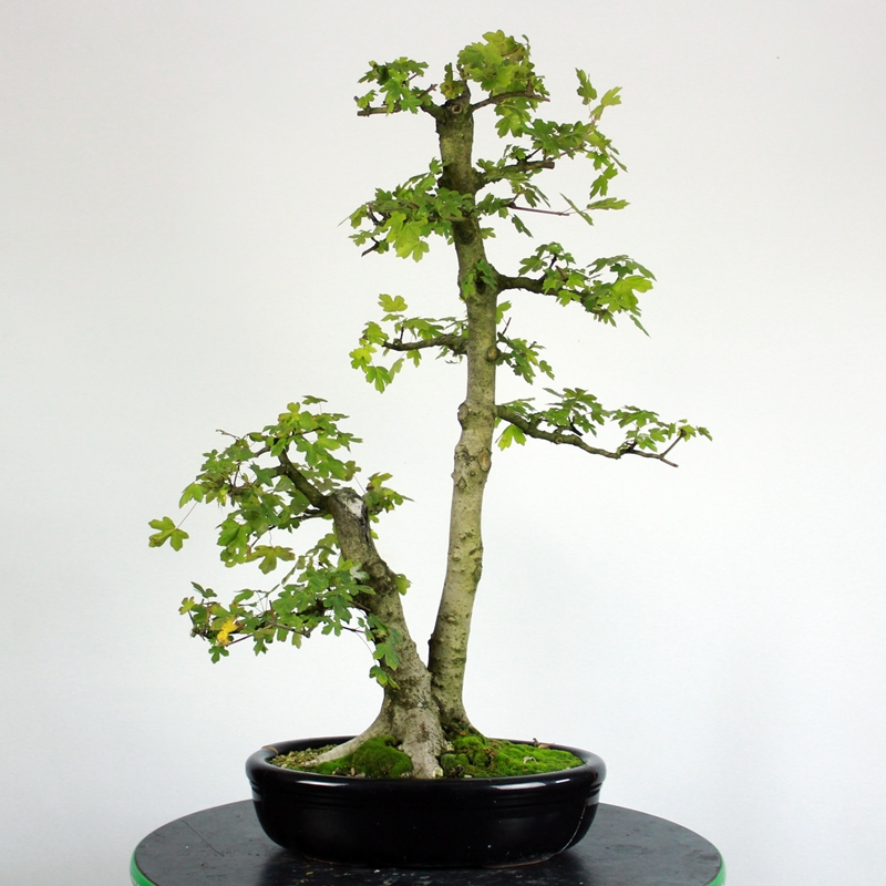Acer campestre #2 - maklen