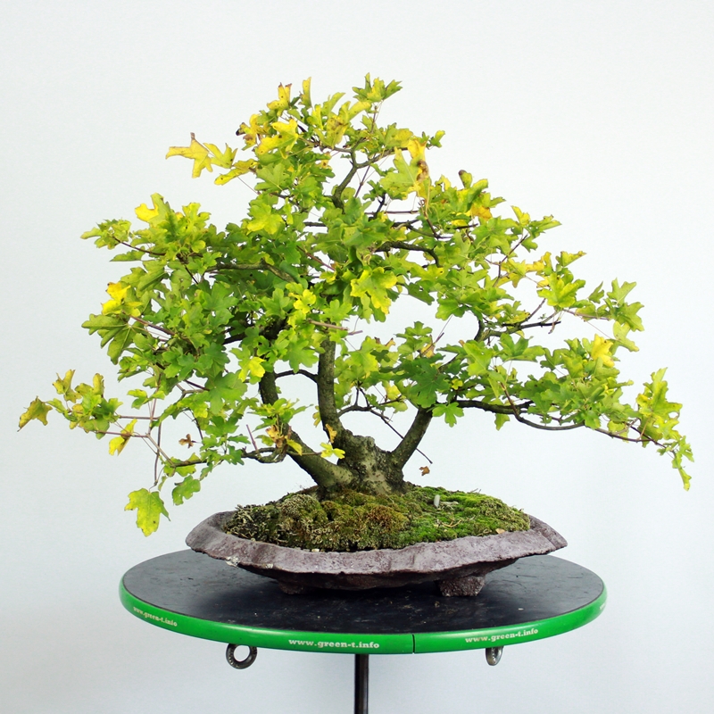 Acer campestre #3 - maklen