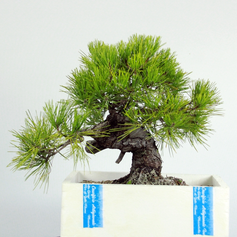 Pinus thunbergii #1 - japonski črni bor