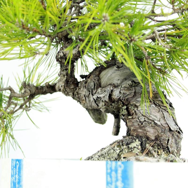 Pinus thunbergii #1 - japanese black pine - NikArt Bonsai Studio