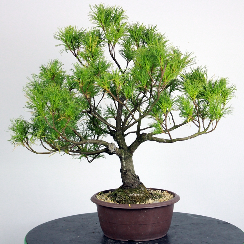 Pinus pentaphylla #1 - japonski beli bor