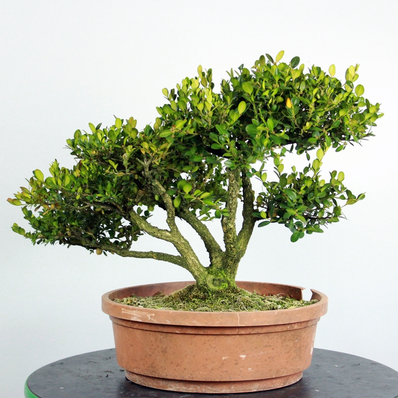 Buxus sempervirens #3 - pušpan