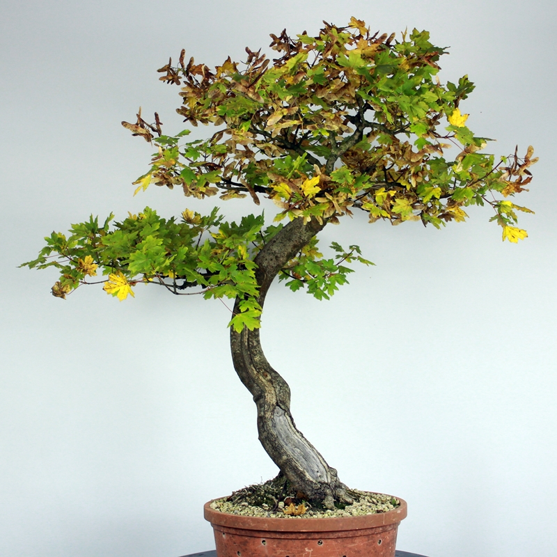 Acer campestre #6 - maklen