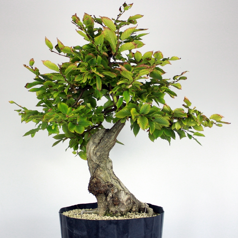 Carpinus betulus #3 - beli gaber