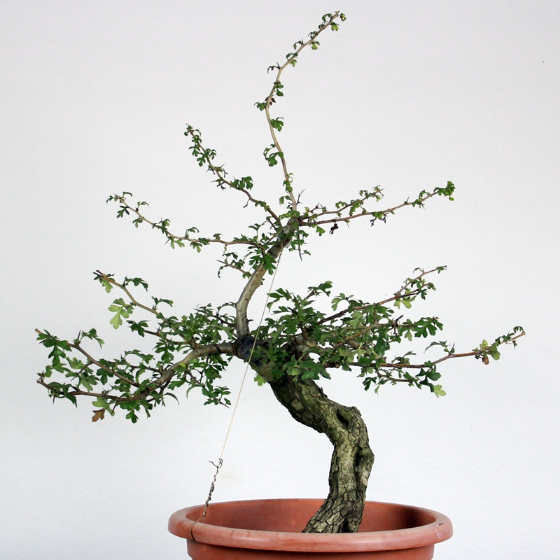 Crataegus monogyna #6 - glog