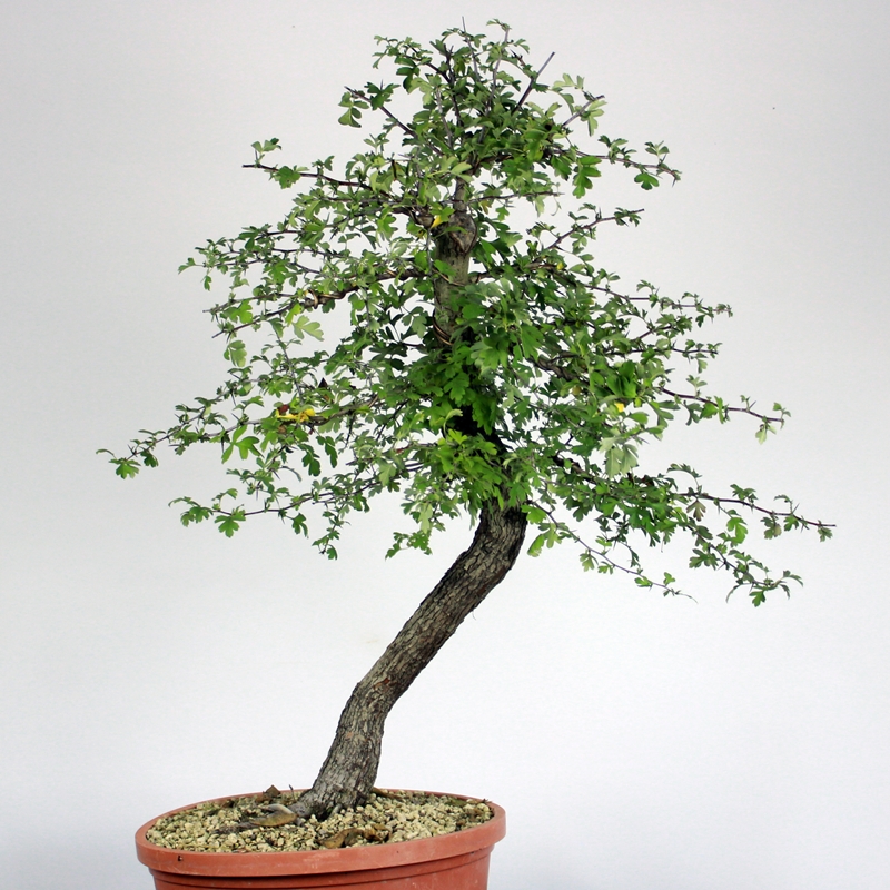 Crataegus monogyna #7 - glog